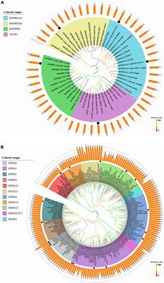 HSP90 and HSP70 Families in Lateolabrax maculatus: Genome-Wide Identification, Molecular Characterization, and Expression Profiles in Response to Various Environmental Stressors